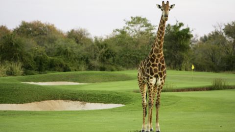 Giraffe cross the 1st hole at dusk at The Leopard Creek Country Club Golf, on July 04, 2004 in Malelane, South Africa.